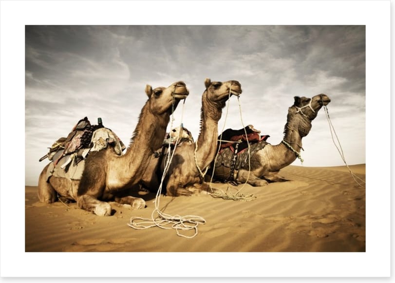 Three camels