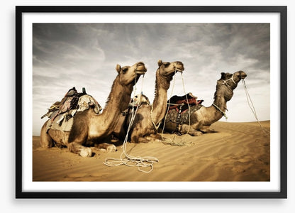 Three camels