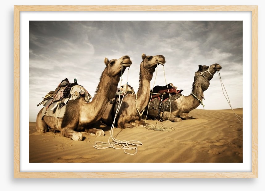 Three camels