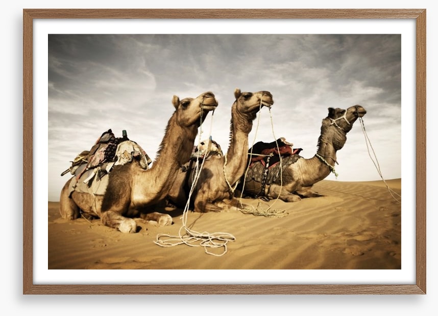 Three camels