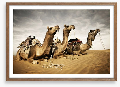 Three camels