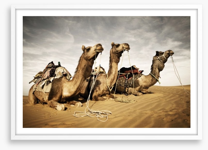 Three camels