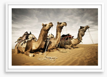 Three camels