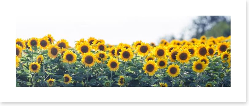 Sunflower meadow panoramic
