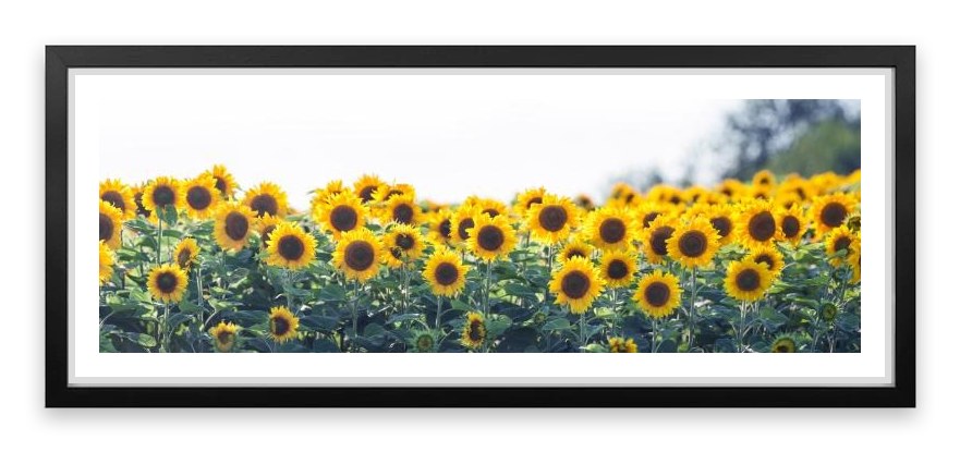Sunflower meadow panoramic