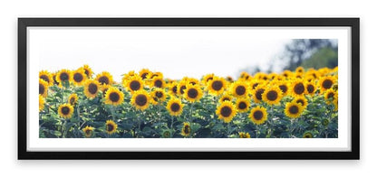 Sunflower meadow panoramic