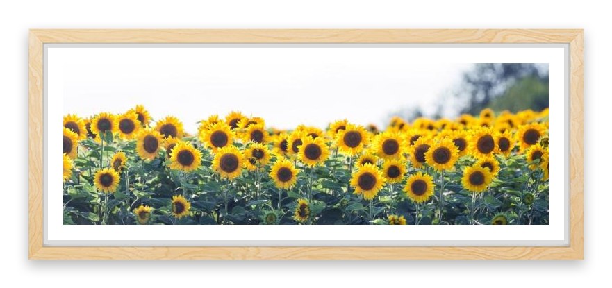 Sunflower meadow panoramic