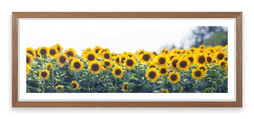 Sunflower meadow panoramic