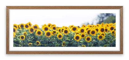 Sunflower meadow panoramic