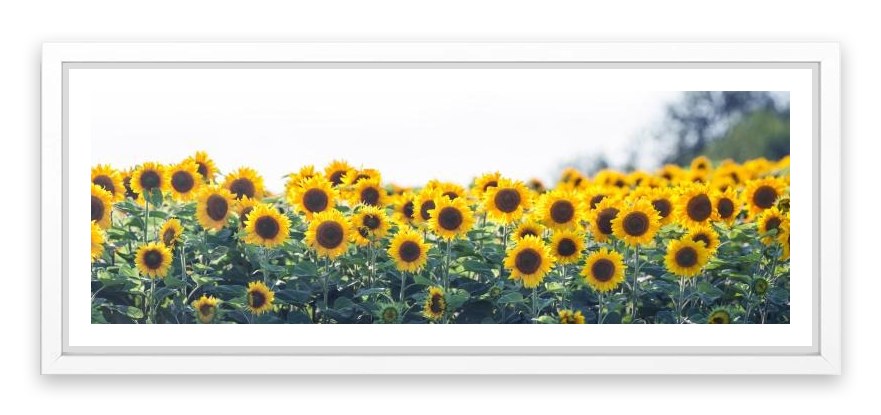Sunflower meadow panoramic
