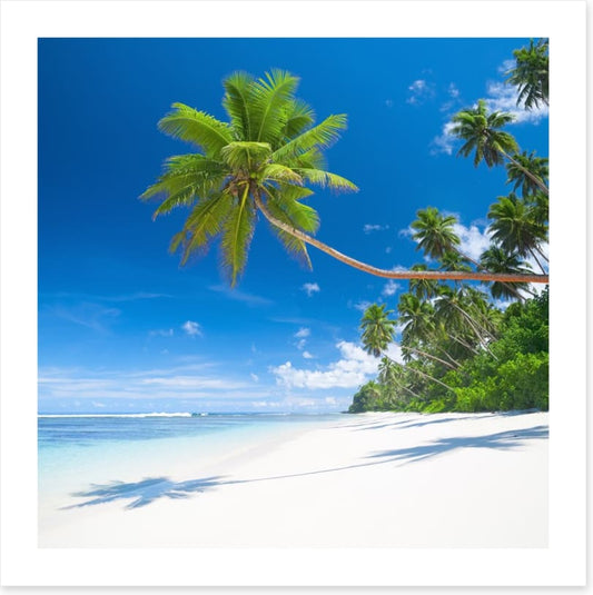 Coconut cove