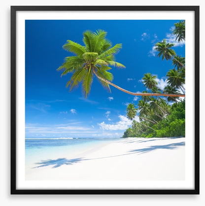 Coconut cove