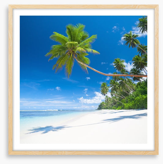 Coconut cove