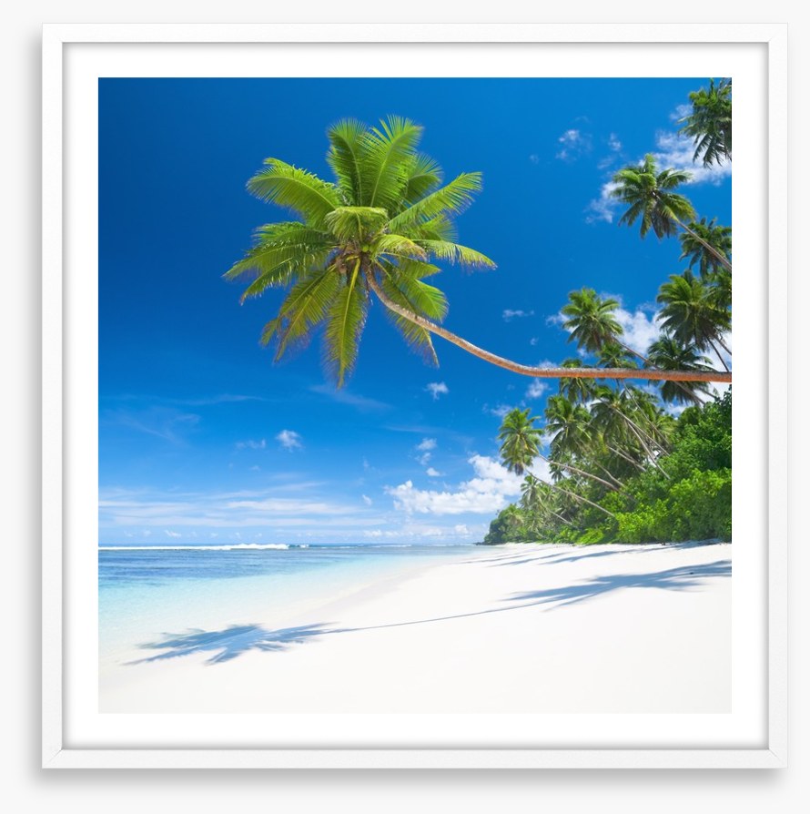 Coconut cove
