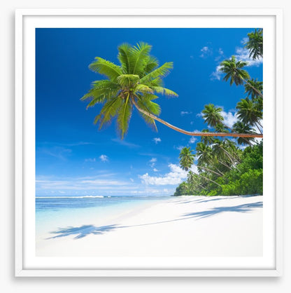 Coconut cove