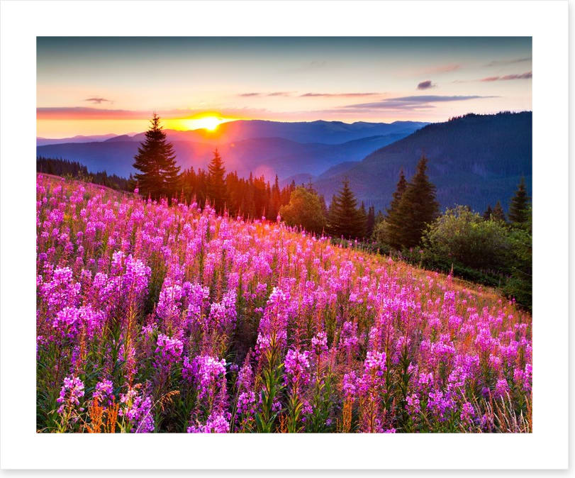 Sunrise across the meadow