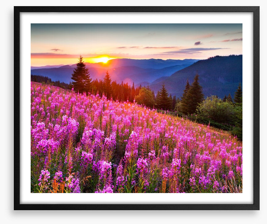 Sunrise across the meadow