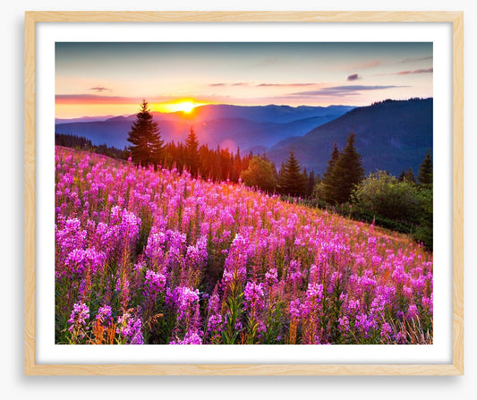 Sunrise across the meadow