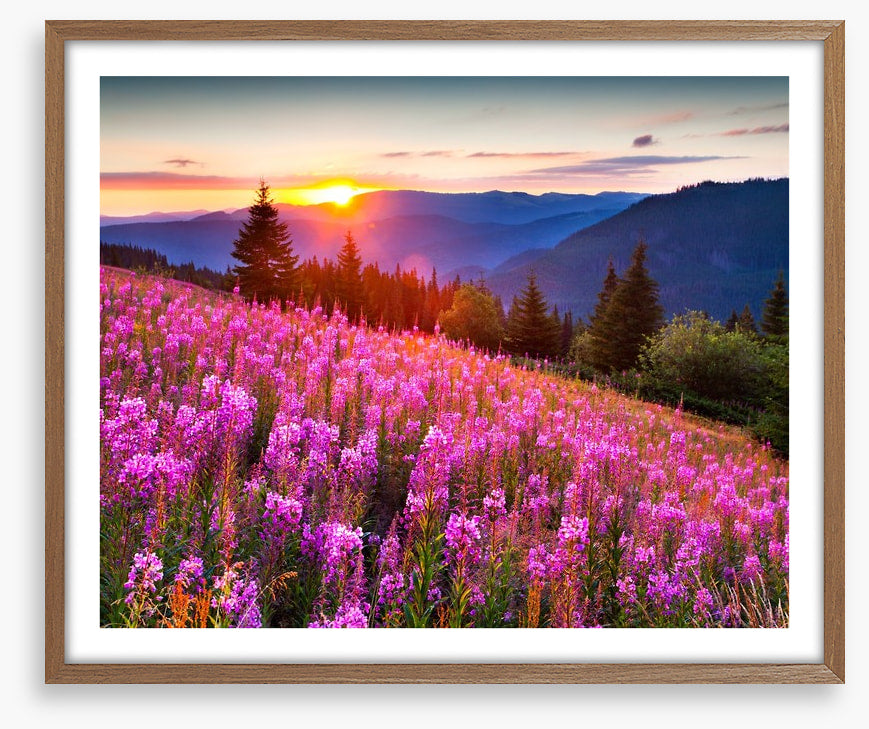 Sunrise across the meadow