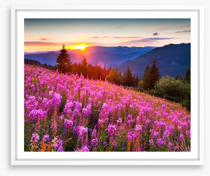Sunrise across the meadow
