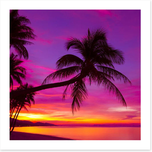 Purple sky palm