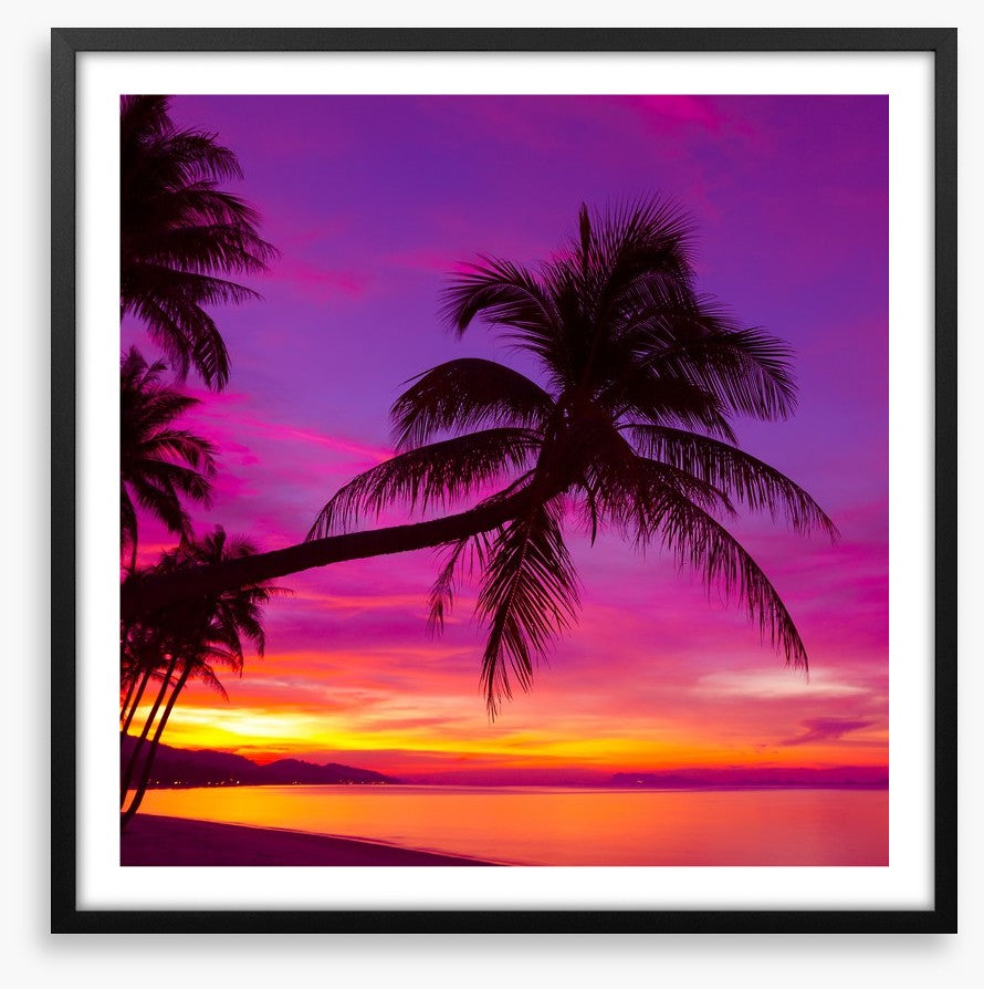 Purple sky palm