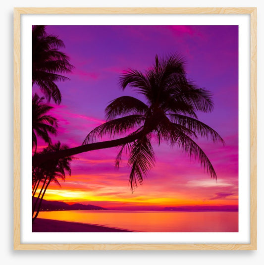 Purple sky palm