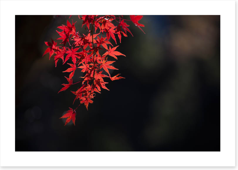 Red maple fall