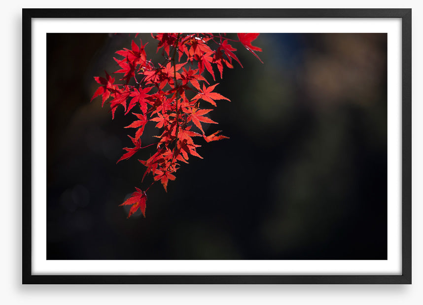 Red maple fall