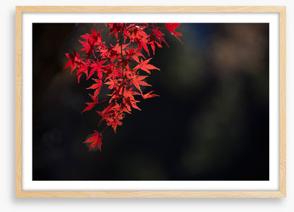 Red maple fall