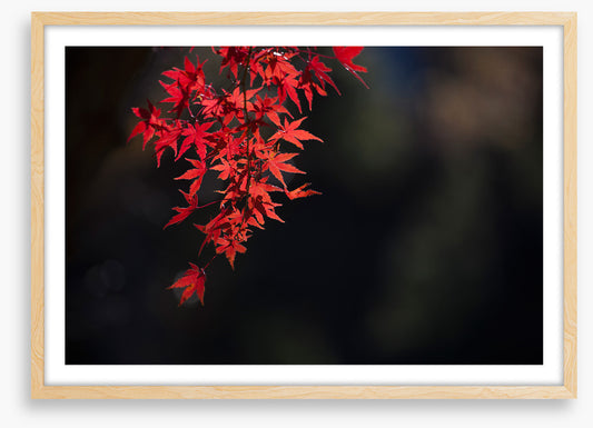 Red maple fall