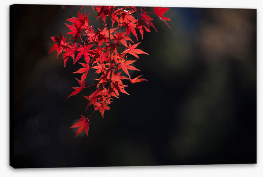 Red maple fall