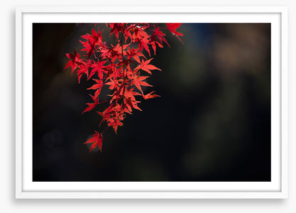 Red maple fall