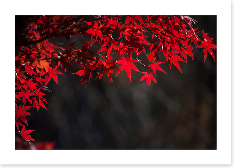 Red maple veil