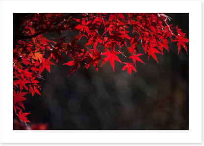 Red maple veil