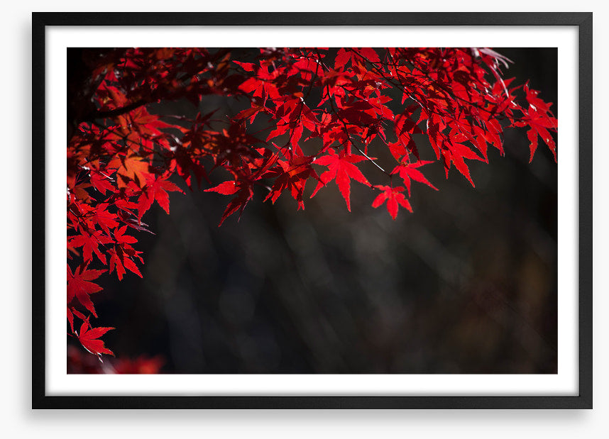 Red maple veil