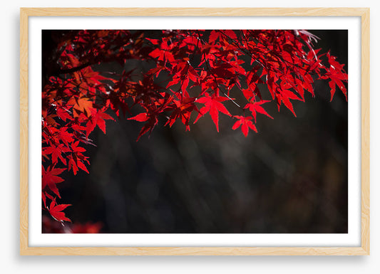 Red maple veil