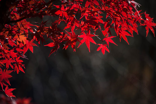Red maple veil