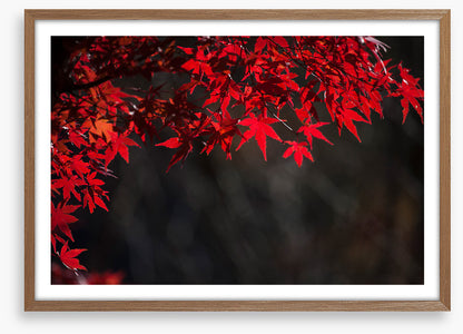 Red maple veil