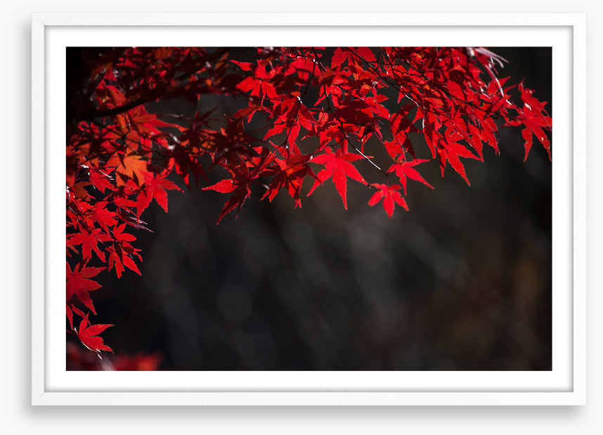 Red maple veil