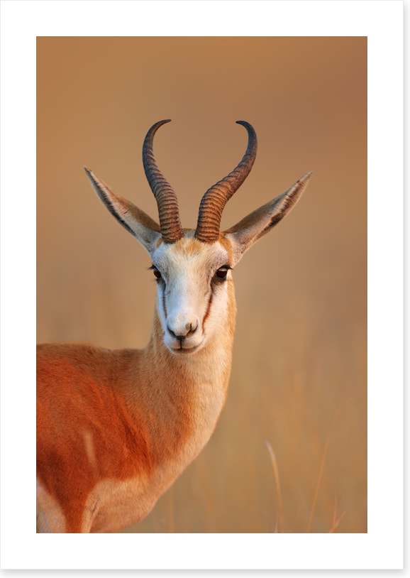 Mammals