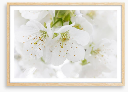 White blossom