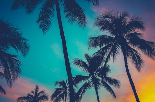 Palm tree perfection, Hawaii