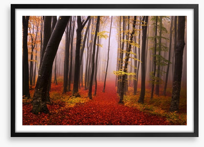 Autumn in the fairytale forest