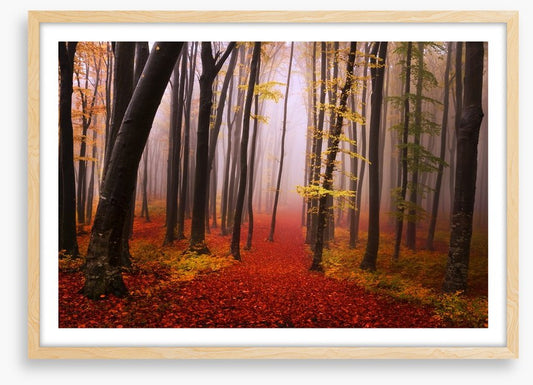 Autumn in the fairytale forest