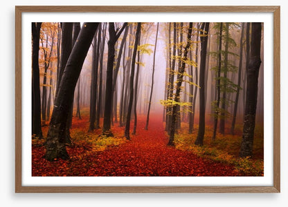 Autumn in the fairytale forest