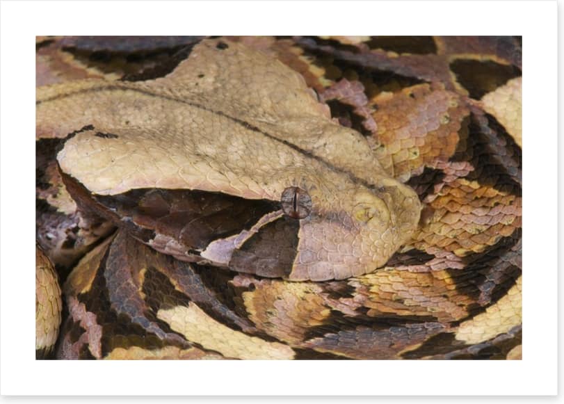 Reptiles / Amphibian