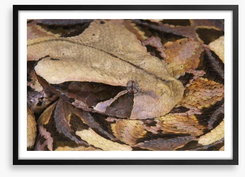 Reptiles / Amphibian