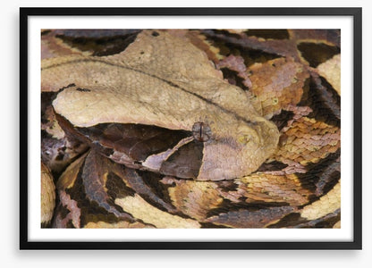 Reptiles / Amphibian