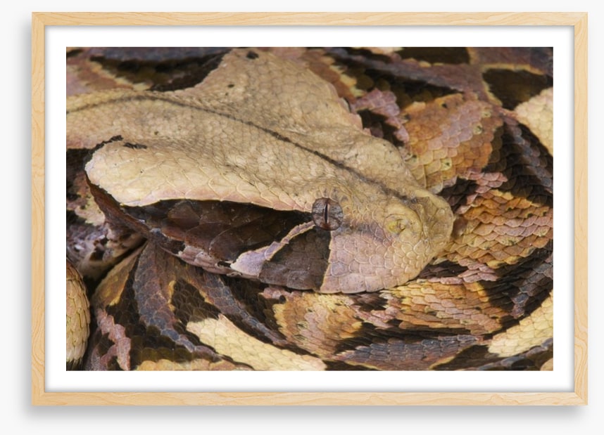 Reptiles / Amphibian